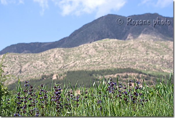 Fleurs de montagne à Amedi - Mountain's flowers in Amadiya - Amedy Amadiyah - Amadiyeh