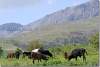 Troupeau de vaches - Herd of cows - Amadia - Amadiya - Amedi - Amedy - Amadiyah - Amadiyeh