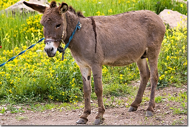 Ane - Donkey - Equus asinus - Kwane - Komane
