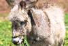 Ane à poil long - Longhaired donkey - Levo - Lévo