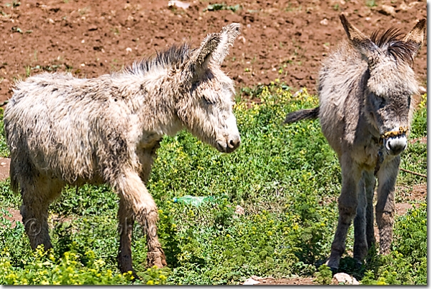 Anes à poil long - Long haired donkeys - Levo