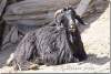Chèvre noire à poil long - Black long-haired goat - Amedi - Amadiyeh