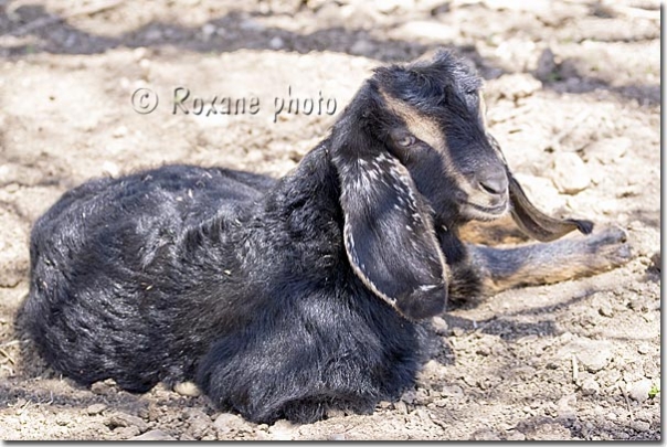 Chèvre de Syrie ou chèvre mambrine - Syria goat - Amedi - Amadiya