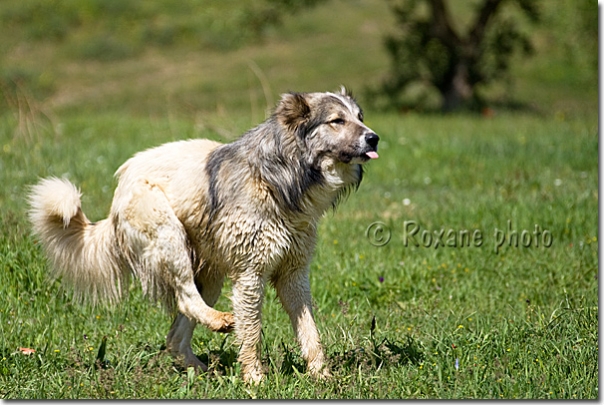 Chien berger kurde - Kurdish shepherd dog - Amadiya - Amedi
