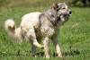 Chien berger kurde - Kurdish shepherd dog - Amadiya - Amedi