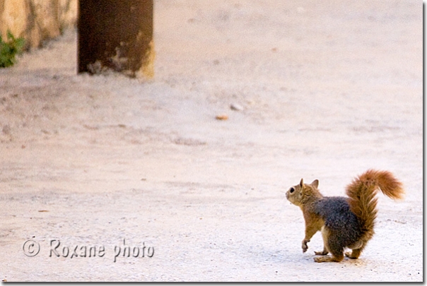 Ecureuil de Perse mâle - Persian male squirrel - Sciurus anomalus Amedi - Amadiya