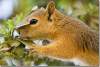 Ecureuil de Perse ou écureuil du Caucase - Persian squirrel or Caucasian squirrel - Sciurus anomalus - Amadiyah - Amedi