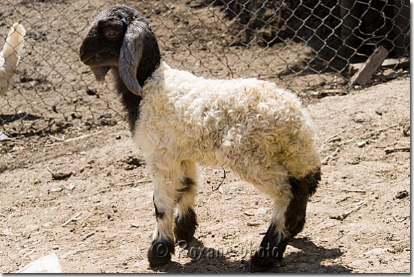 Agneau bicolore - Bicolor lamb - Amadia - Amedi