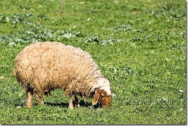 Mouton - Sheep - Piraka