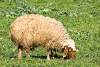 Mouton - Sheep - Piraka