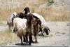Moutons bicolores - Bicolor sheeps - Shaqlawa