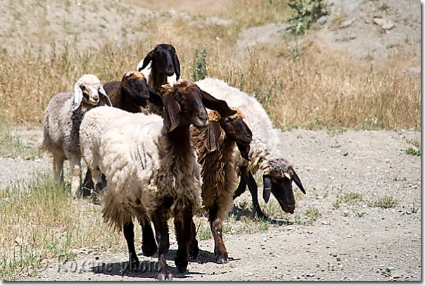 Moutons bicolores - Bicolor sheeps - Shaqlawa