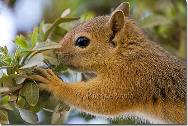 Ecureuil de Perse ou écureuil du Caucase - Persian squirrel or Caucasian squirrel - Sciurus anomalus - Amadiyah - Amedi