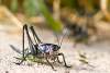 Sauterelle femelle - Decticelle - Female grasshopper - Shanidar - Shanadar