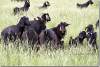 Troupeau de chèvres - Herd of goats - Cembkurik