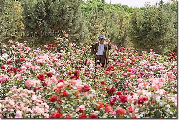 Jardinier - Gardener - Parc Sami Abdulrahman - Sami Abdulrahman park - Erbil - Arbil - Irbil - Hewler - Hawler