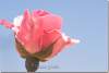 Rose rose - Pink rose - Sami Abdulrahman - Sami Abdulrahman park - Erbil - Arbil - Irbil - Hewler - Hawler