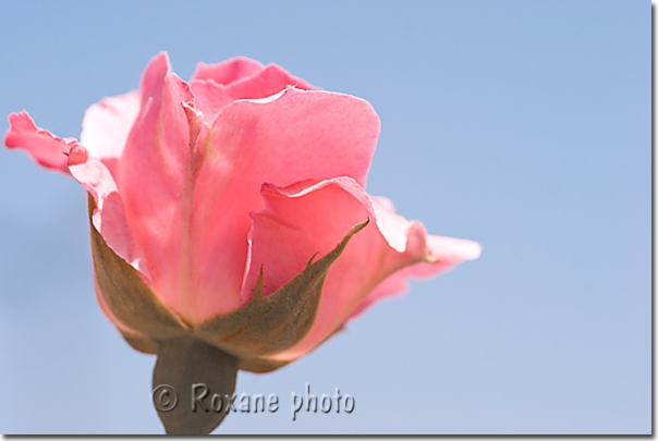 Rose rose - Pink rose - Sami Abdulrahman - Sami Abdulrahman park - Erbil - Arbil - Irbil - Hewler - Hawler