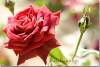 Rose rouge - Red rose - Sami Abdulrahman - Sami Abdulrahman park - Erbil - Arbil - Irbil - Hewler - Hawler