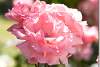 Roses roses - Pink roses - Parc Sami Abdulrahman - Sami Abdulrahman park - Erbil - Arbil - Irbil - Hewler - Hawler