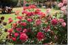 Rosiers - Rosebushes - Parc Sami Abdulrahman - Sami Abdulrahman park - Erbil - Arbil - Irbil - Hewler - Hawler