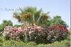 Rosiers et palmier - Rosebushes and palm tree - Sami Abdulrahman - Sami Abdulrahman park - Erbil - Arbil - Irbil - Hewler - Hawler