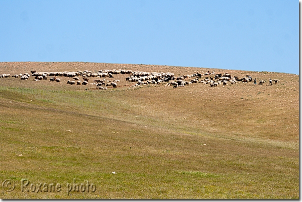 Moutons - Sheeps - Jerwan