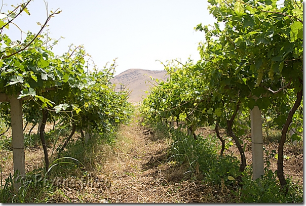 Vignoble kurde - Kurdish vineyard - Kanipanka - Kani Panka - Shahrazur  Shahrazor