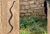 Serpent noir - Black snake - Khanik - Khanki - Khanke