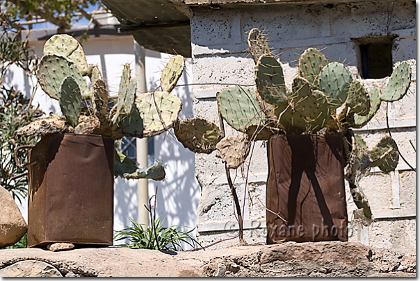 Cactus - Levo