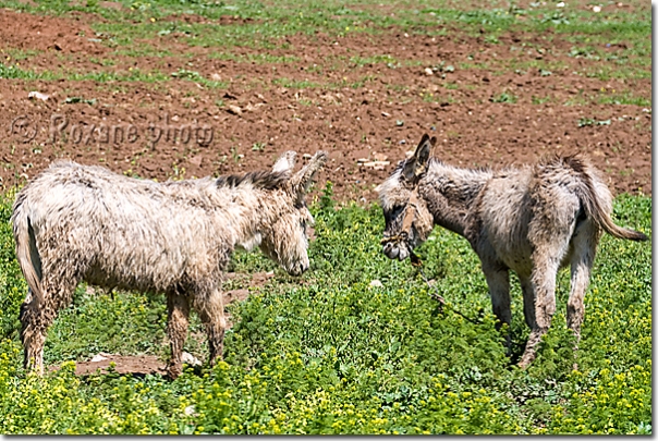 Anes - Donkeys - Lévo - Levo