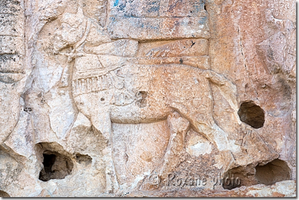 Cheval assyrien - Assyrian horse - Maltaï - Hilamat - Hilamta