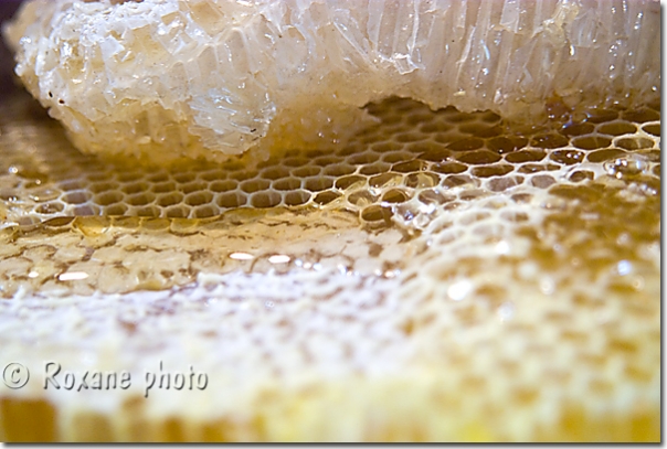 Miel - Honey - Erbil - Hewler - Arbil