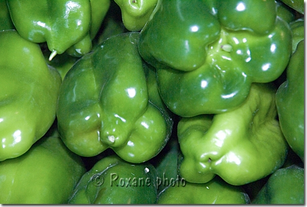 Poivrons verts - Green peppers - Capsicum annuum - Duhok - Dohouk