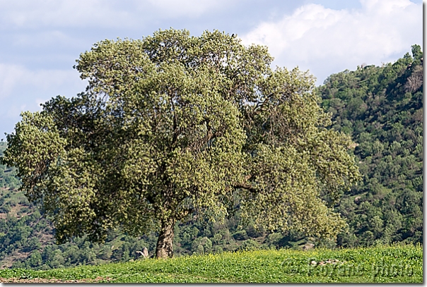 Arbre - Tree - Piraka - Pireke