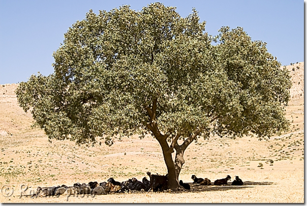 Chèvres sous un poivrier - Goats under a pepper tree - Salahaddin - Salah ad Din - Saladin