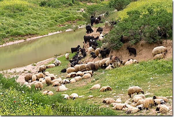 Troupeau de chèvres et de moutons - Herd of goats and sheeps - Région de Salahaddin
