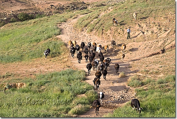 Troupeau de vaches dans la montagne - Herd of cows in the mountains  Région de Salahaddin - Salah ad Din - Saladin