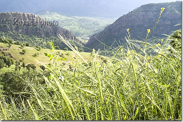 Fleurs de printemps dans la montagne de Shanidar - Spring flowers in the Shanidar's mountain - Shanidar - Shanadar - Kurdistan
