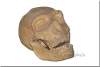 Crâne d'homme de Néandertal - Skull of a Neanderthal - Erbil - Arbil - Hawler - Kurdistan