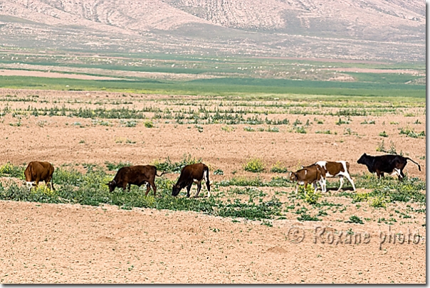 Troupeau de vaches près de Sheikan - Herd of cows near Sheikhan - Kurdistan