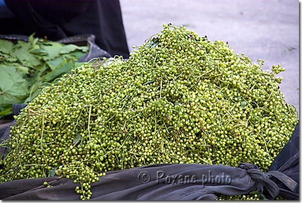 Poivre vert - Green pepper - Suleymaniya - Suleymaniye - Suleymaniyeh - Suleymaniyah - Kurdistan