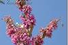 Arbre de Judée en fleurs - Judas tree in bloom - Redbud Cercis siliquastrum - Duhok