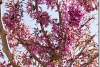 Arbre de Judée en fleurs - Judas tree in bloom - Cercis siliquastrum - Redbud - Duhok - Dohuk