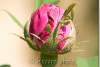 Bouton de rose - Rosebud - Rosa - Erbil - Hawler