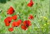 Coquelicots - Poppies - Papaver rhoeas - Amadiyah