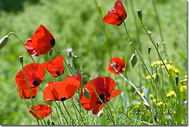 Coquelicots - Poppies - Papaver rhoeas - Amadiyah