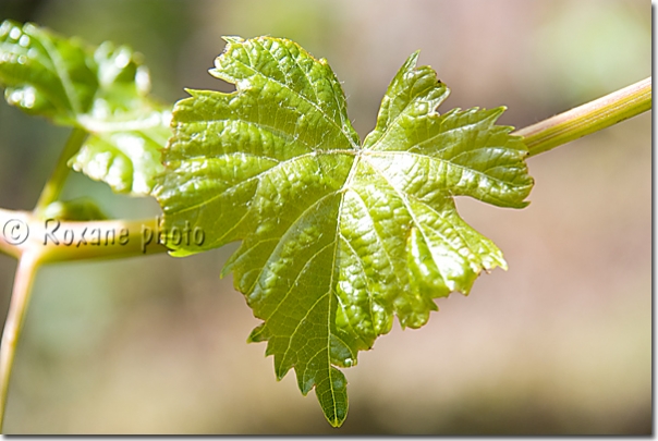 Feuille de vigne - Grape leaf - Kani Panka