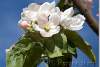 Arbre fruitier en fleur - Fruit tree blossoms - Kwane - Komane