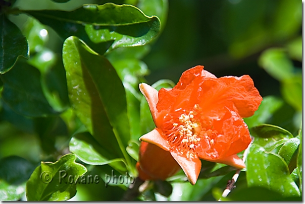 Fleur de grenadier - Pomegranate tree's flower - Shaqlawa